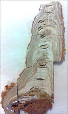 image sample