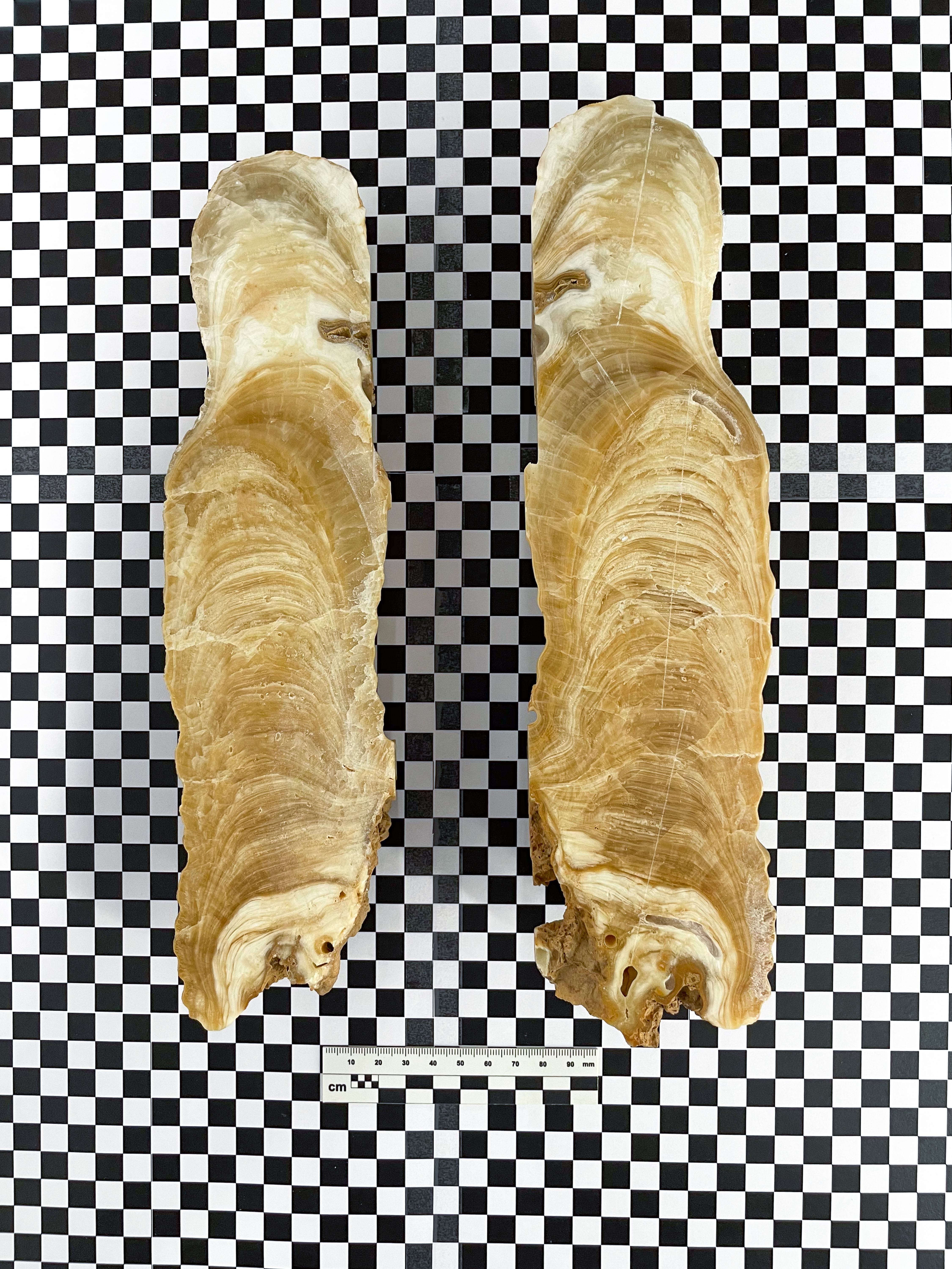 image sample
